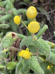 Calceolaria