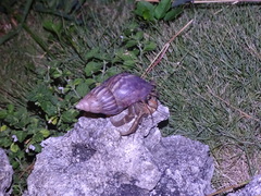 Coenobita