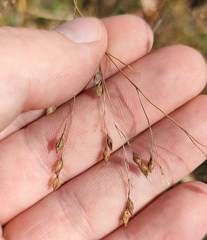 Panicum miliaceum ruderale
