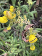 Calceolaria