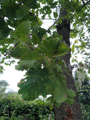 Quercus petraea