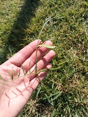 Vicia sativa