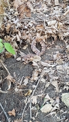 Agkistrodon contortrix