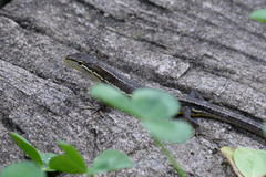 Takydromus tachydromoides