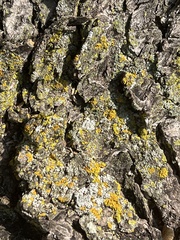 Candelariaceae