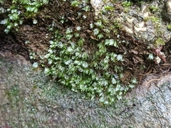 Fissidens