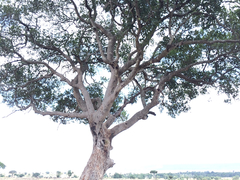 Elaeodendron
