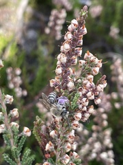 Colletes succinctus