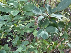 Vaccinium corymbosum
