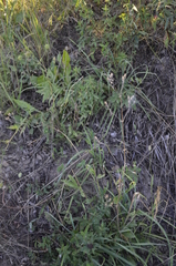 Silene latifolia alba