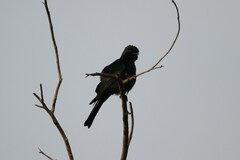 Melaenornis pammelaina