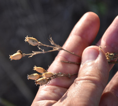 Silene latifolia alba
