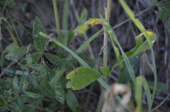 Silene latifolia alba