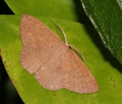 Perixera minorata