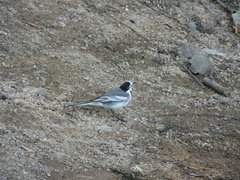Motacilla alba