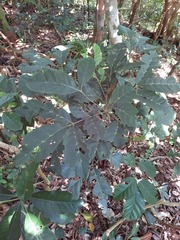 Aglaia rimosa