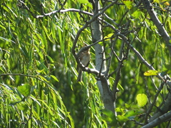 Emberiza elegans
