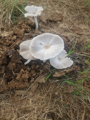 Leucocoprinus cepistipes