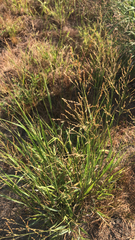 Panicum