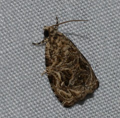 Phaecasiophora leechi