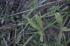 Silene latifolia alba
