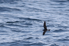 Hydrobates leucorhous