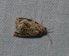 Phaecasiophora