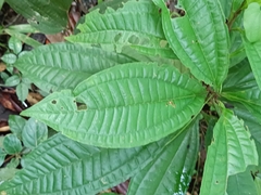 Miconia prasina