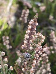 Colletes succinctus
