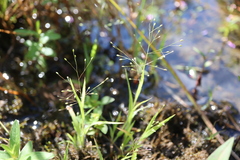 Panicum philadelphicum philadelphicum