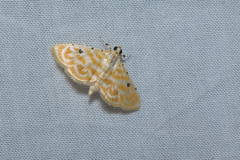 Notarcha aurolinealis