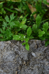 Bothriospermum chinense