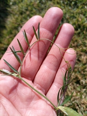 Vicia sativa