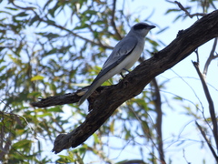 Coracina novaehollandiae