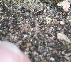 Lepidocyrtus paradoxus