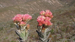 Syncarpha milleflora