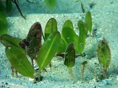 Halophila