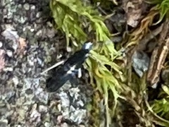 Lepidocyrtus paradoxus