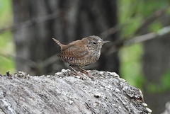 Troglodytes hiemalis