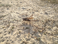 Decticus verrucivorus