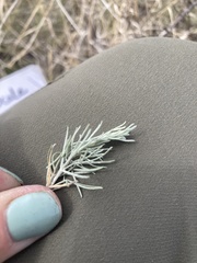 Artemisia filifolia