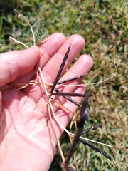 Vicia sativa