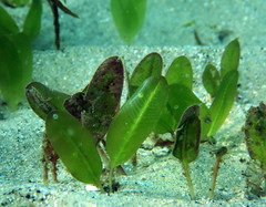 Halophila