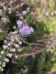 Colletes succinctus