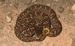 Gloydius brevicauda