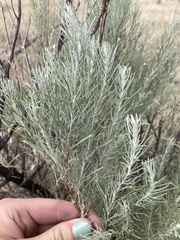 Artemisia filifolia