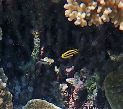 Neoglyphidodon nigroris