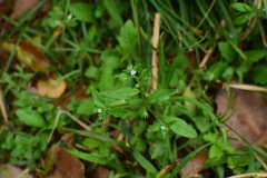 Bothriospermum chinense