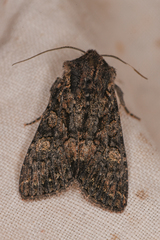 Noctuinae