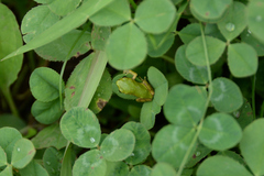 Hyla japonica
